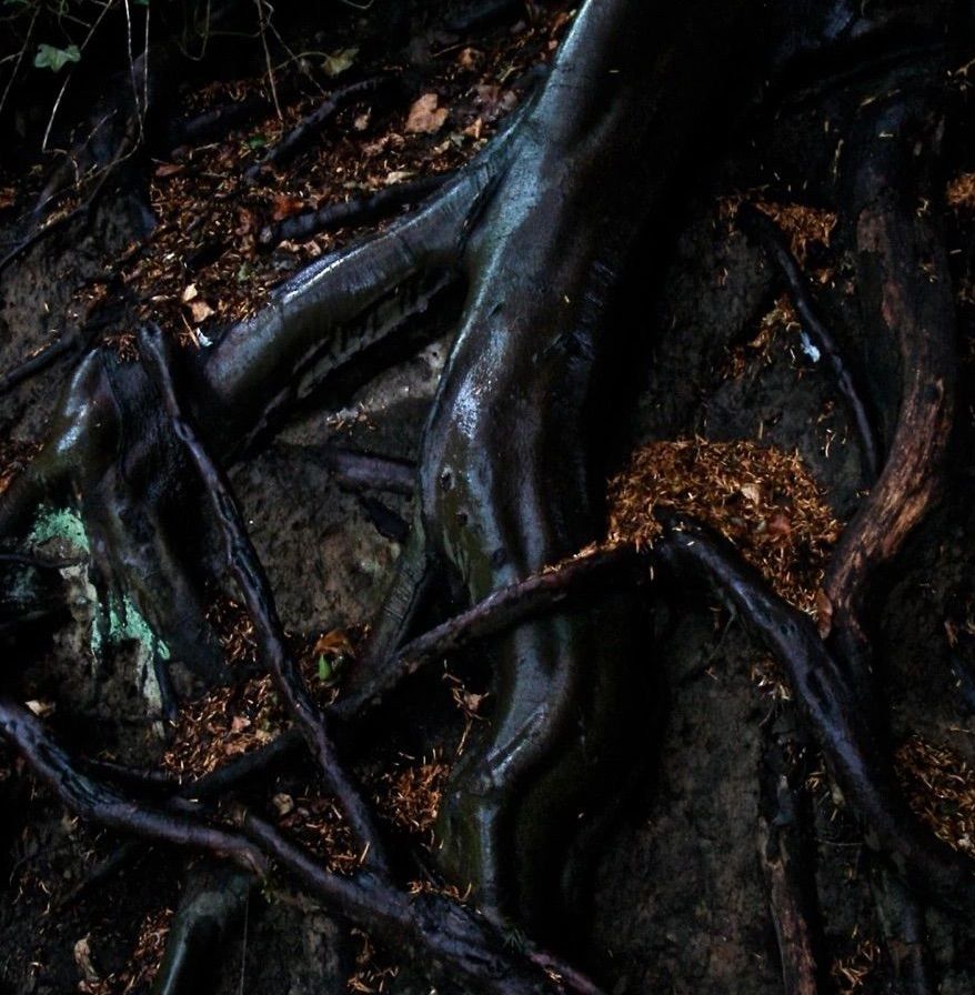 Roots