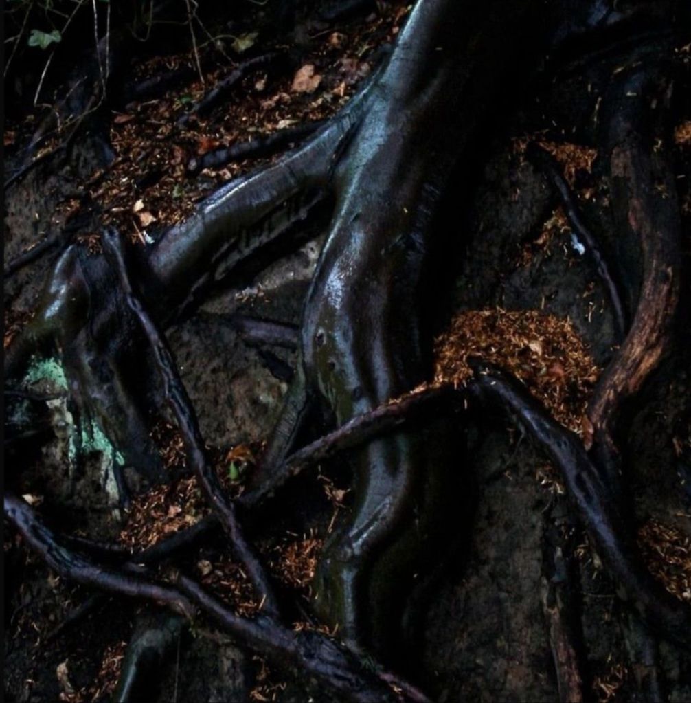Roots